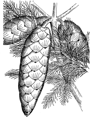 Norway Spruce Cone Coloring Page